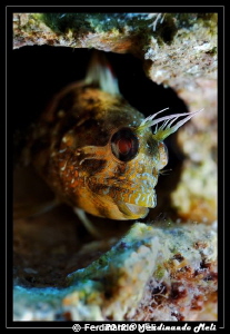 Blenny's portrait by Ferdinando Meli 